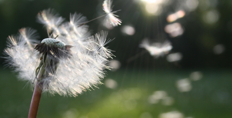 Una planta, habitual de la primavera | Nita