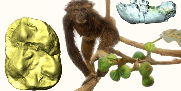 ICP Crusafont David Alba Pliobates Laia