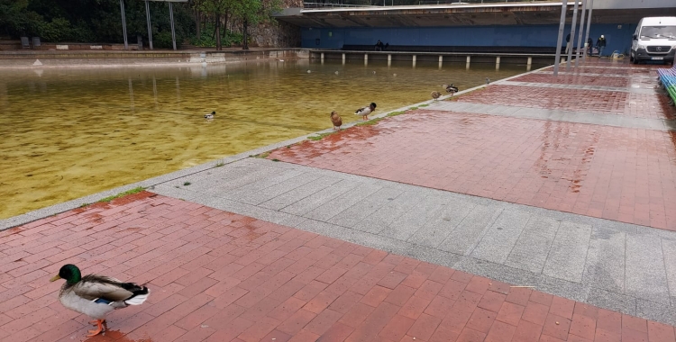 Ànecs al llac del Parc Catalunya