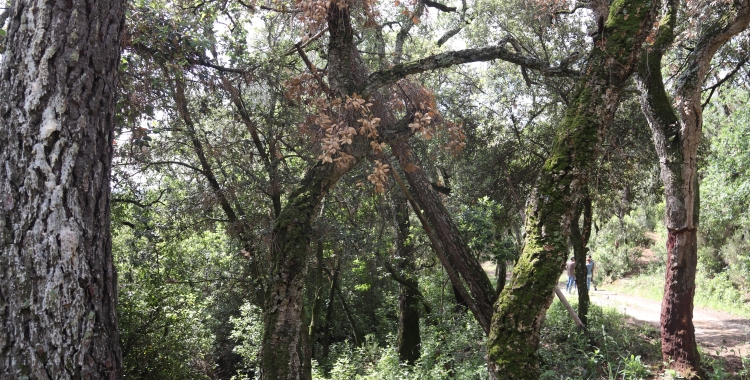 Un dels arbres afectats per la sequera | ACN