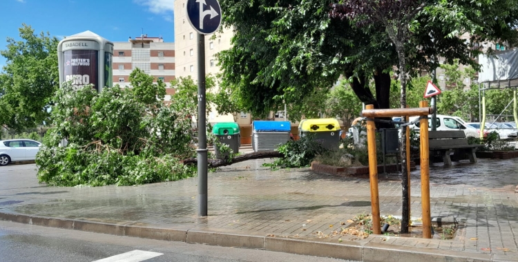 Arbre caigut a l'Avinguda Matadepera | Cedida