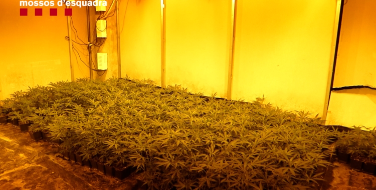 La plantació de marihuana en qüestió | Mossos