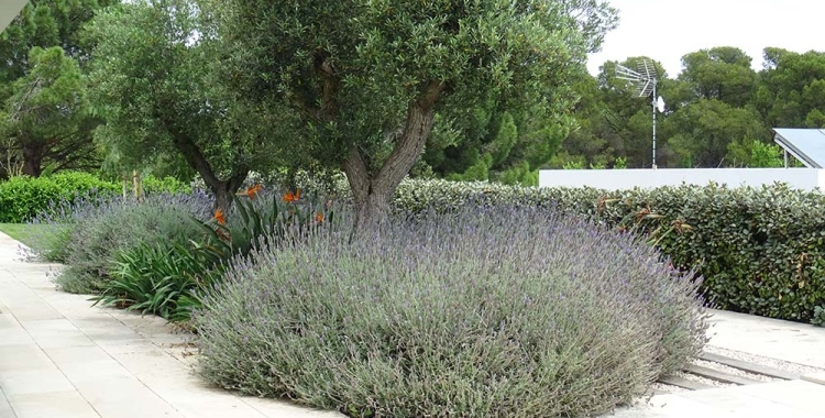 Un jardí mediterrani | Pexels