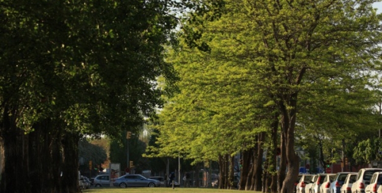 Una via de la ciutat amb arbres | Ajuntament de Sabadell