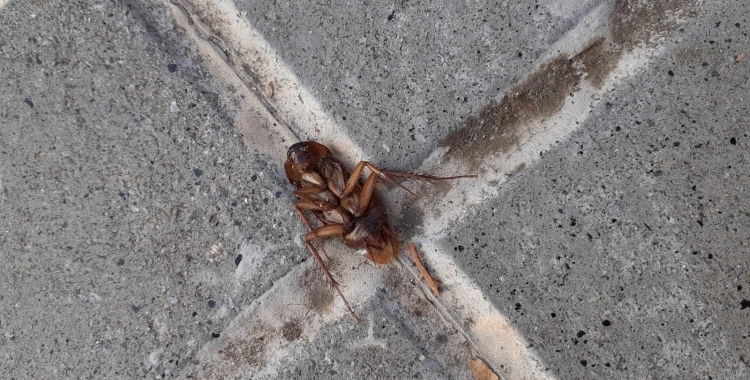 Una panerola morta al barri de Gràcia de Sabadell | Cedida