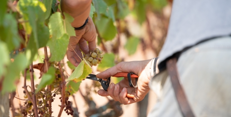 Verema al Parc Agrari per produir el vi Arraona | Roger Benet