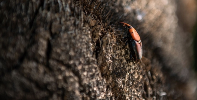 Un escarabat morrut en un arbre