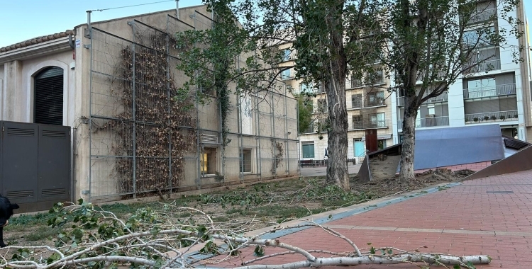 Branques caigudes a terra per l'efecte del vent | Arxiu