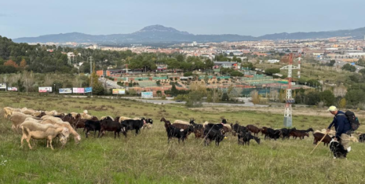 Ovelles i cabres pasturant a la finca cedida del Turó de Sant Pau | Ajuntament de Sabadell