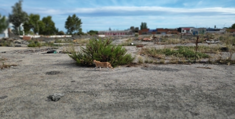 El nou tanatori de Gràcia s'ubicara al conegut com a Solar dels Gats | Pau Duran