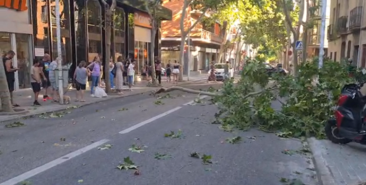 Imatge de la branca que ha caigut aquest vespre a la carretera de Prats