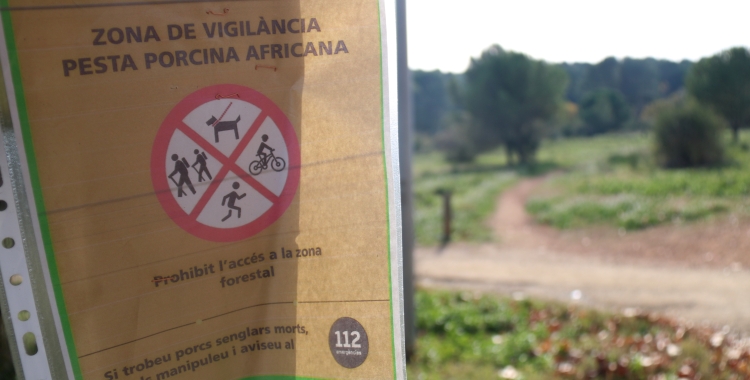 pesta porcina africana