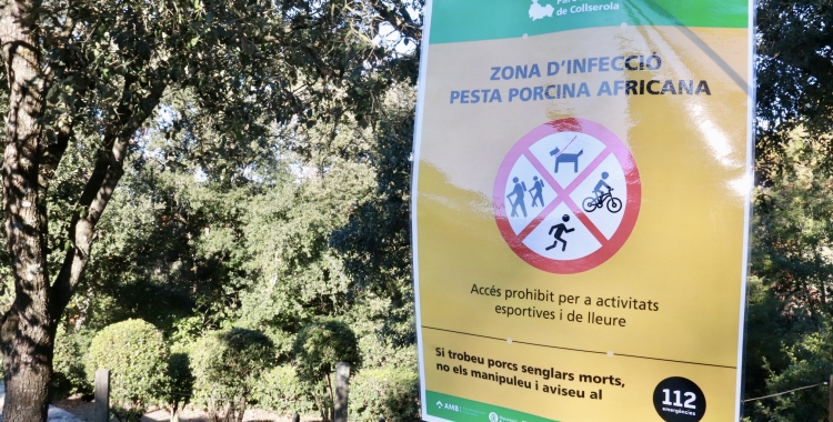 prohibicio pesta porcina africana