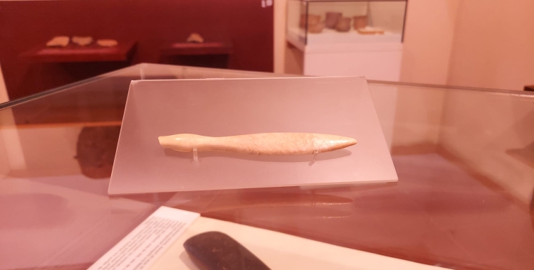 Dent d'hipopòtam que s'exposa al Museu d'Història