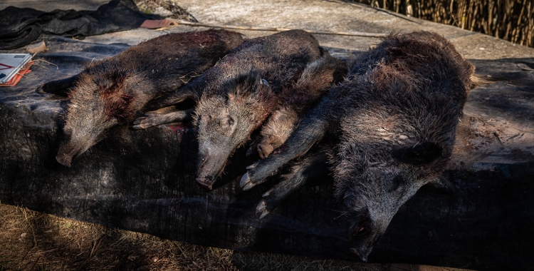 Senglars morts | ACN