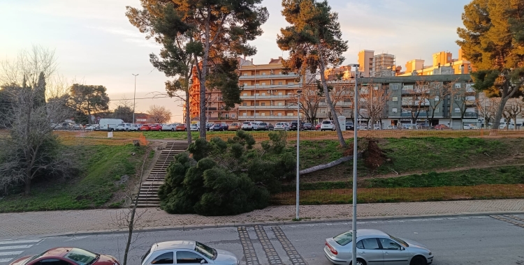 Cau un arbre de grans dimensions a l'avinguda Pablo Iglesias | Pere Gallifa (RàdioSabadell)