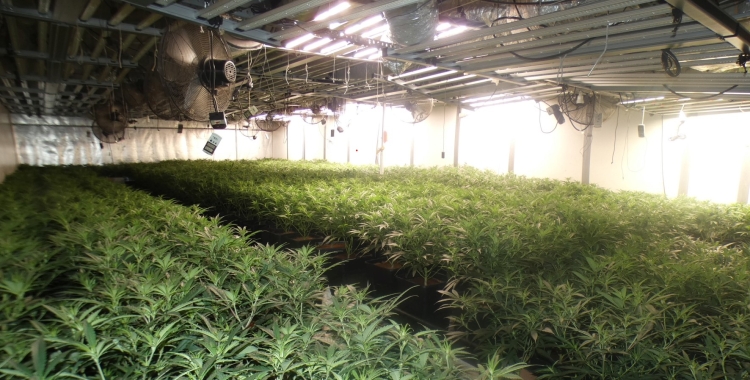 Plantació de marihuana a Barberà | Mossos