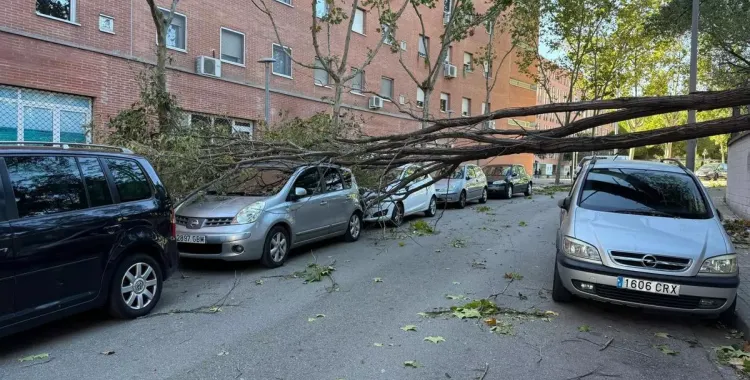 Arbre caigut al carrer Vallirana de Sabadell | Arxiu (ACN)