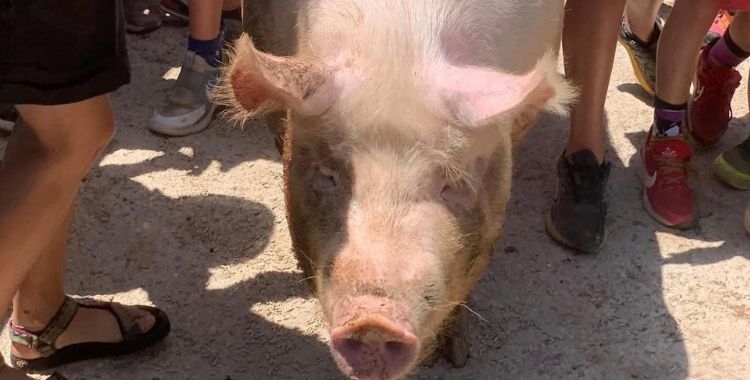 Un dels porcs que hi ha hagut a l'Espai Natura | Cedida