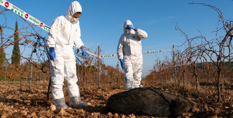 Agents rurals amb un exemplar de senglar mort | ACN