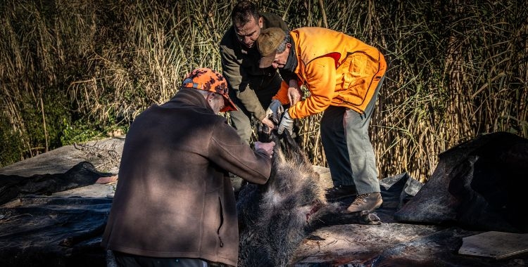 Un senglar capturat | ACN