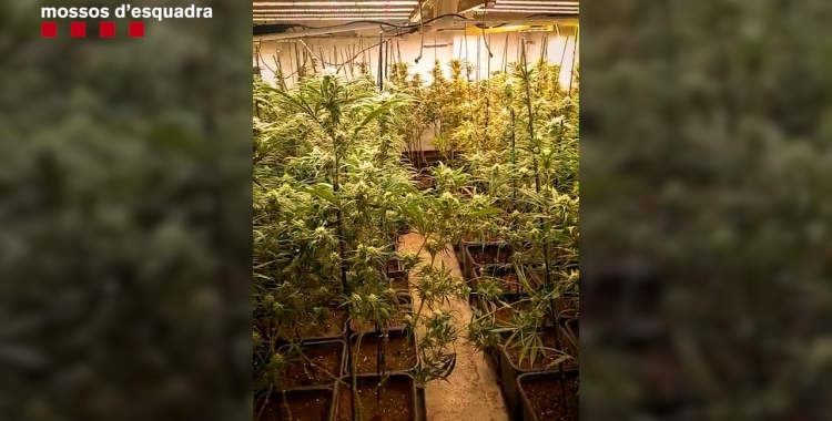 Una de les plantacions de marihuana desmantellades | Cedida