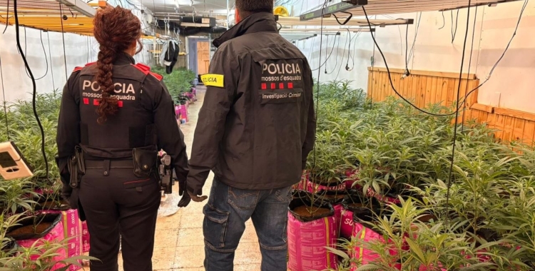 Plantació de marihuana desmantellada avui a Sabadell | Mossos