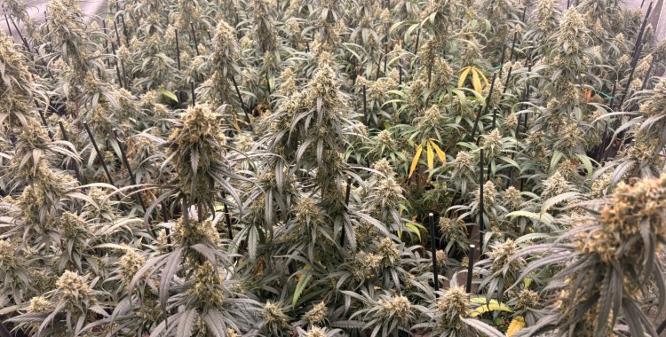 Plantes de marihuana decomissades | Cedida