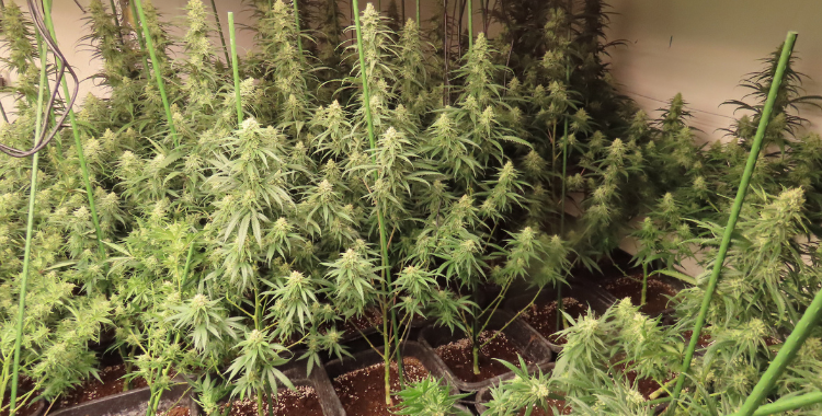 Les plantes comissades | ACN