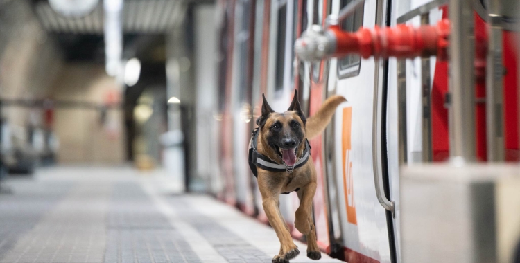 Un gos de la Unitat Canina dels Mossos en acció