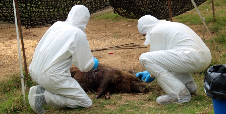 Els Agents Rurals i les ADF prenent mostres de sang a un porc abatut | ACN