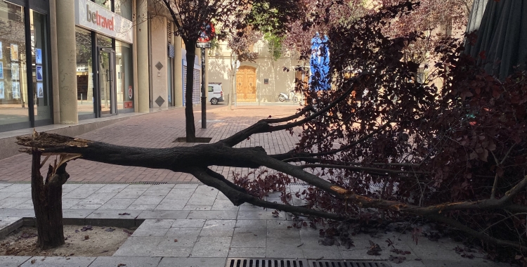 arbre
