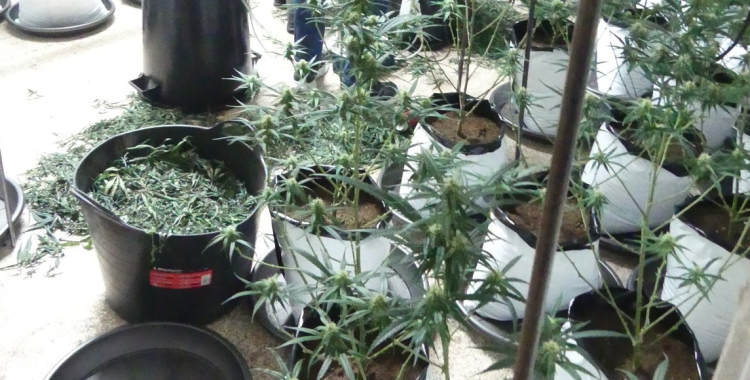 L'elevat consum elèctric va motivar la investigació per part de la Policia Nacional | Cedida