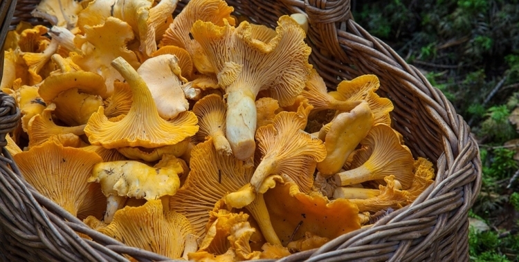 bolets