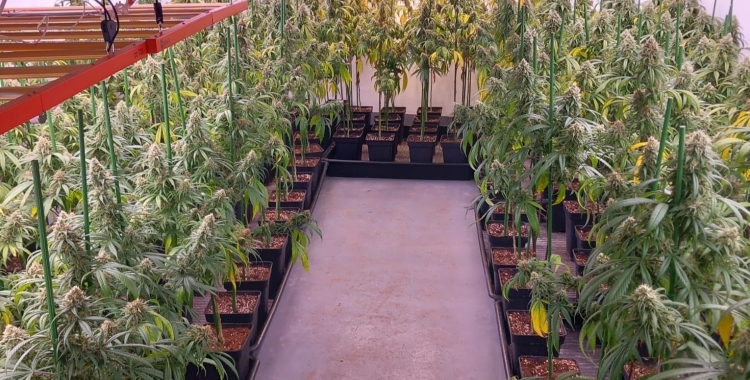 Plantació desmantellada a Ripollet