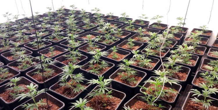 Plantes de marihuna decomissades