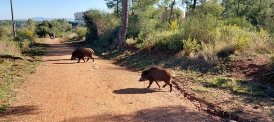 Porcs senglars al bosc de Can Deu | Arxiu