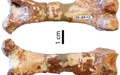 Fòssil de fèmur de pangolí | ICP