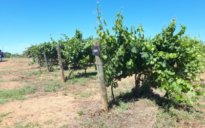 La parcel·la de vinya del Parc Agrari és l'única que està conreada ara mateix/ Karen Madrid