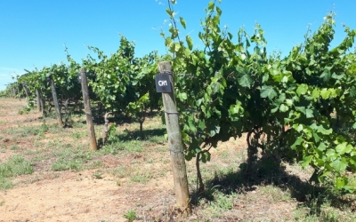 La parcel·la de vinya del Parc Agrari | Karen Madrid