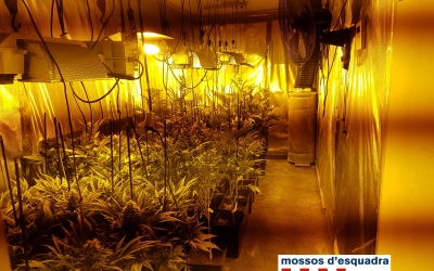 Imatge de les plantes cultivades a la nau industrial de Rubí/ Mossos d'Esquadra