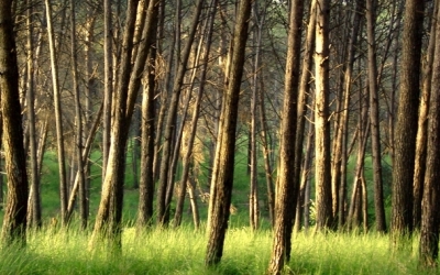 El Bosc de Can Deu | Viquipèdia