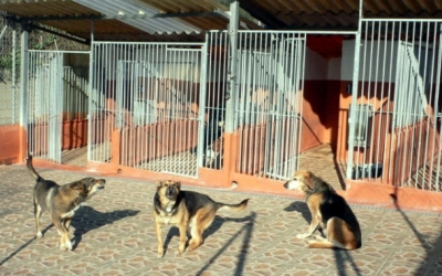 Gossos de la protectora/ Cedida