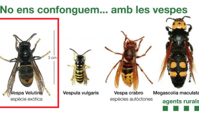 Diferència de la vespa asiàtica amb la resta de vespes autòctones | Agents Rurals