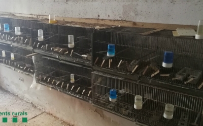 Imatge de les gàbies on es trobaven els ocells decomissats/ Agents Rurals