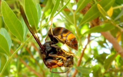 Una vespa velotina devorant una abella | ACN 