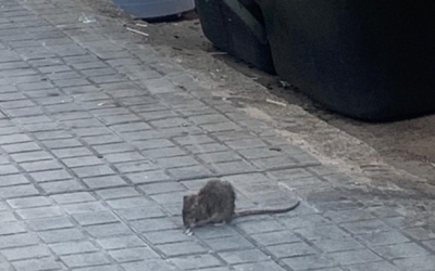 Una rata als carrers de Sabadell/ Arxiu