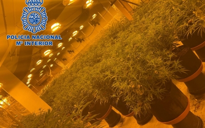 Plantació de marihuana desmantellada per la Policia Nacional | Cedida
