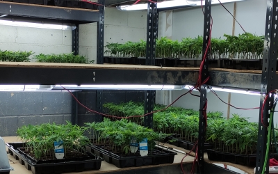  6.200 plantes de marihuana requisades a Polinyà i Montcada i Reixac | Cedida