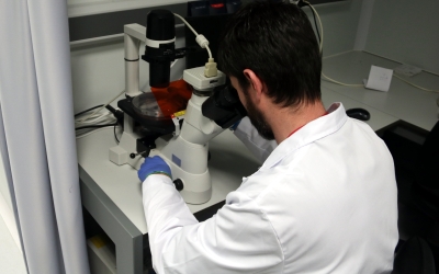 Un investigador mira per un microscopi | ACN